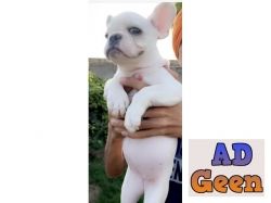 used White spotless French bulldog for sale 